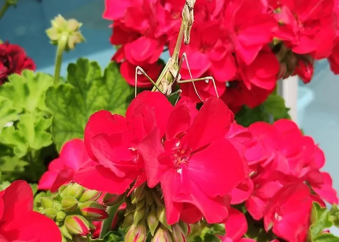 Отель Blue Bay Солнечный берег